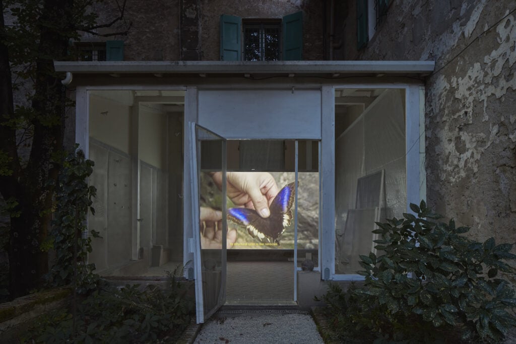 A Bologna nello storico Palazzo Bentivoglio c’è una grande voliera con decine di bozzoli di falene