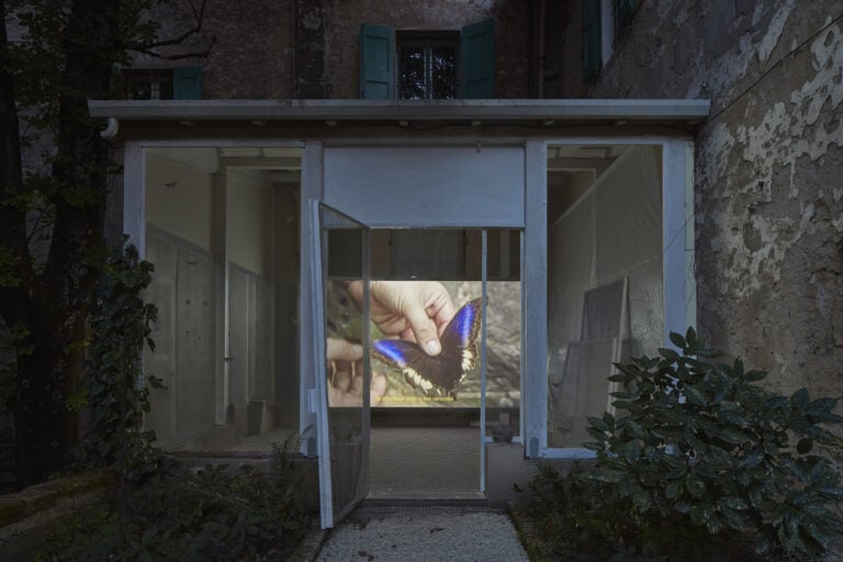 giorgio andreotta calo icarus palazzo bentivoglio bologna ph carlo favero 10 A Bologna nello storico Palazzo Bentivoglio c’è una grande voliera con decine di bozzoli di falene