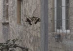 giorgio andreotta calo icarus palazzo bentivoglio bologna ph carlo favero 14 A Bologna nello storico Palazzo Bentivoglio c’è una grande voliera con decine di bozzoli di falene