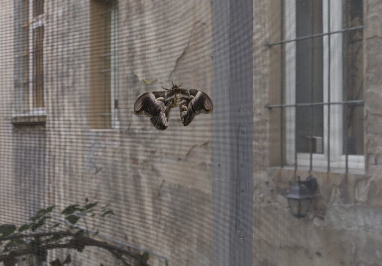 giorgio andreotta calo icarus palazzo bentivoglio bologna ph carlo favero 14 A Bologna nello storico Palazzo Bentivoglio c’è una grande voliera con decine di bozzoli di falene