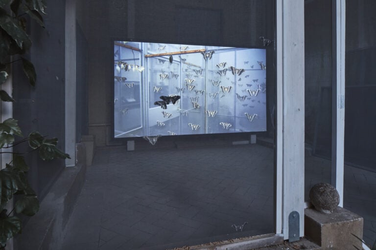 giorgio andreotta calo icarus palazzo bentivoglio bologna ph carlo favero 7 A Bologna nello storico Palazzo Bentivoglio c’è una grande voliera con decine di bozzoli di falene