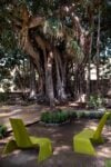 Palermo, Palazzo Jung, il ficus del Giardino della Memoria