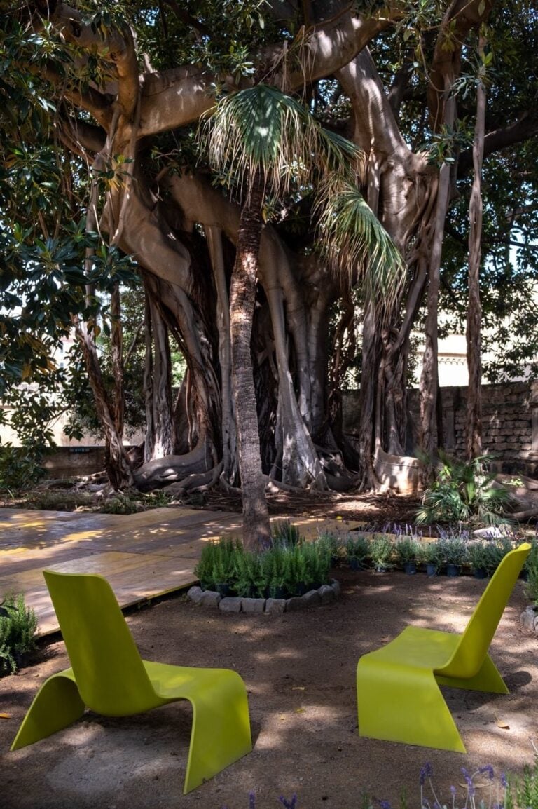 Palermo, Palazzo Jung, il ficus del Giardino della Memoria