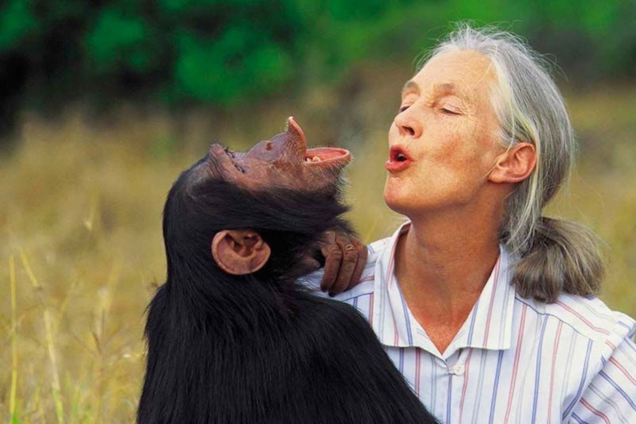 https://www.artribune.com/wp-content/uploads/2025/06/jane-goodall.jpeg