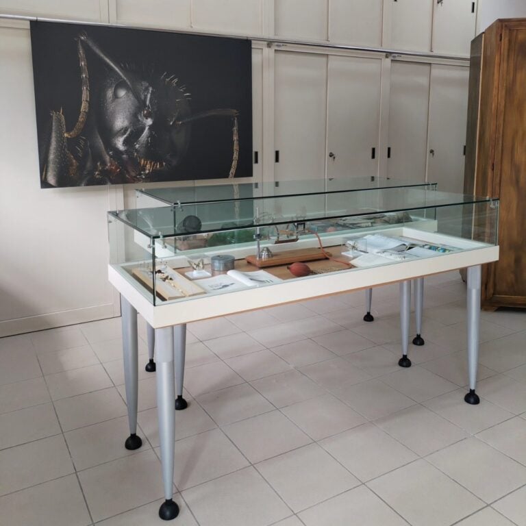 poli museali la sapienza museo della scienza Tutti i musei dell’università La Sapienza di Roma raccontati dalla direttrice 