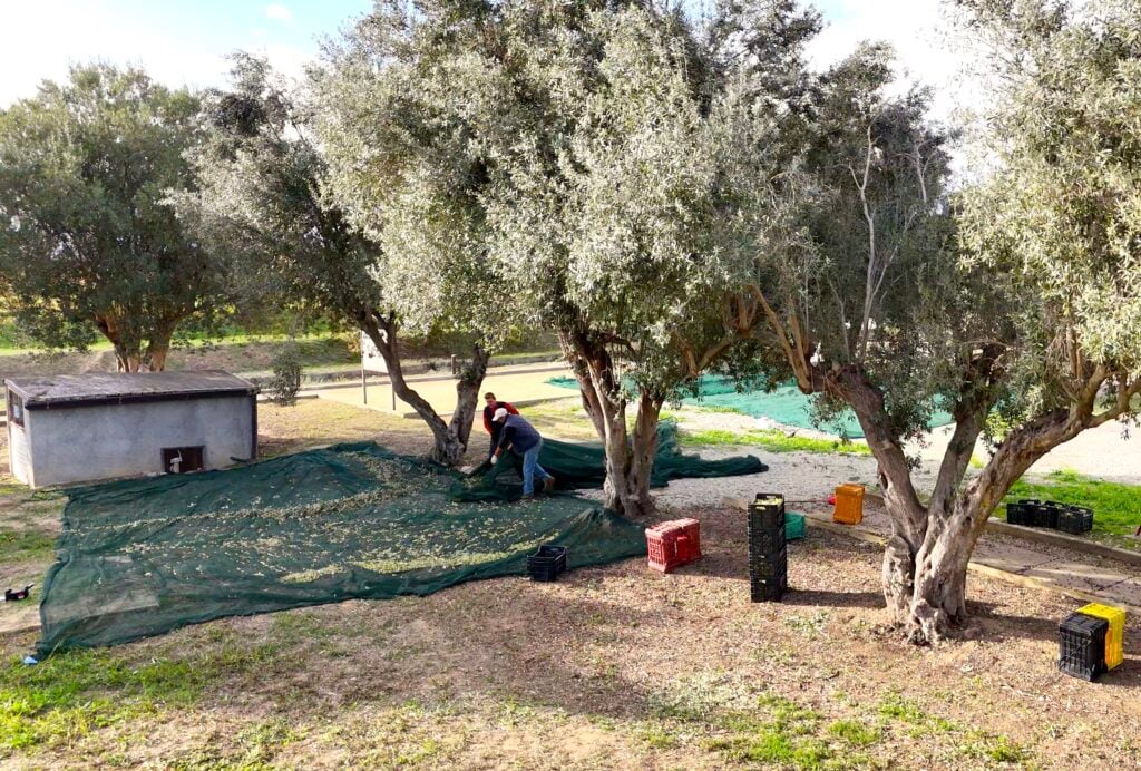 L’olio d’oliva come simbolo del Mediterraneo. La mostra al Museo archeologico Nazionale della Sibaritide