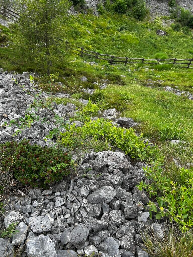 Vegetazione montana, Valle del Freddo. Photo Emma Sedini.