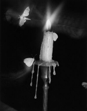 Pia-Paulina Guilmoth - Flowers Drink The River