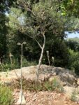 Fondation Villa Carmignac - Ph. Claudia Zanfi