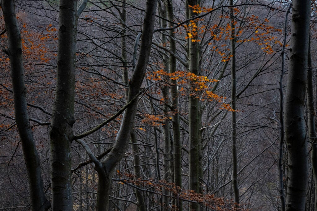 Bosco. Il respiro della Terra