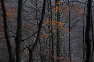 Bosco. Il respiro della Terra