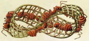 La scienza secondo Escher va in mostra a Milano in autunno. Il video