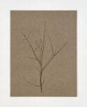 Helene Appel, Branch, 2025, acquerello su lino-watercolour on linen, cm.210x162. Courtesy l’artista & P420, Bologna. Photo Carlo Favero