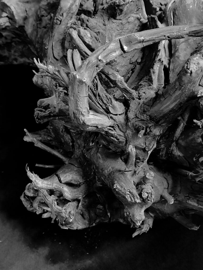 Cerith Wyn Evans, foto di ricerca, albero fossile dall'Antiquarium di Boscoreale (particolare). Courtesy l'artista e Parco Archeologico di Pompei