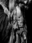 Cerith Wyn Evans, foto di ricerca, albero fossile dall'Antiquarium di Boscoreale (particolare). Courtesy l'artista e Parco Archeologico di Pompei