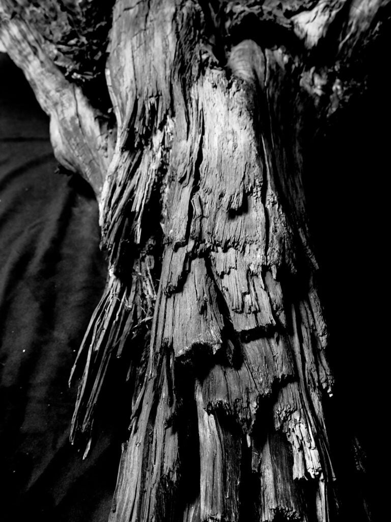 Cerith Wyn Evans, foto di ricerca, albero fossile dall'Antiquarium di Boscoreale (particolare). Courtesy l'artista e Parco Archeologico di Pompei