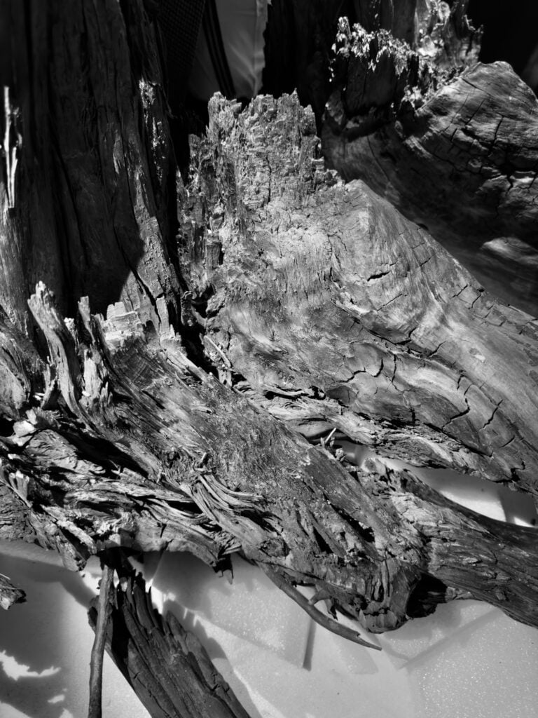 Cerith Wyn Evans, foto di ricerca, albero fossile dall'Antiquarium di Boscoreale (particolare). Courtesy l'artista e Parco Archeologico di Pompei