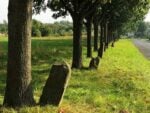 Paesaggio urbano di Kassel con le querce di Beuys