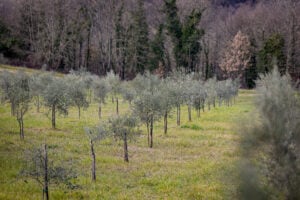 Oleoturismo. In Umbria si possono fare tante scoperte culturali attorno al mondo dell’olio 