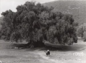 Federica Galli - La Signora degli Alberi
