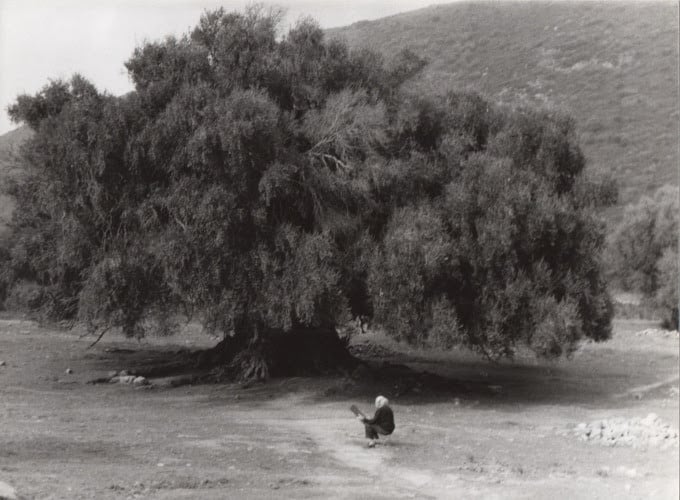 Federica Galli – La Signora degli Alberi