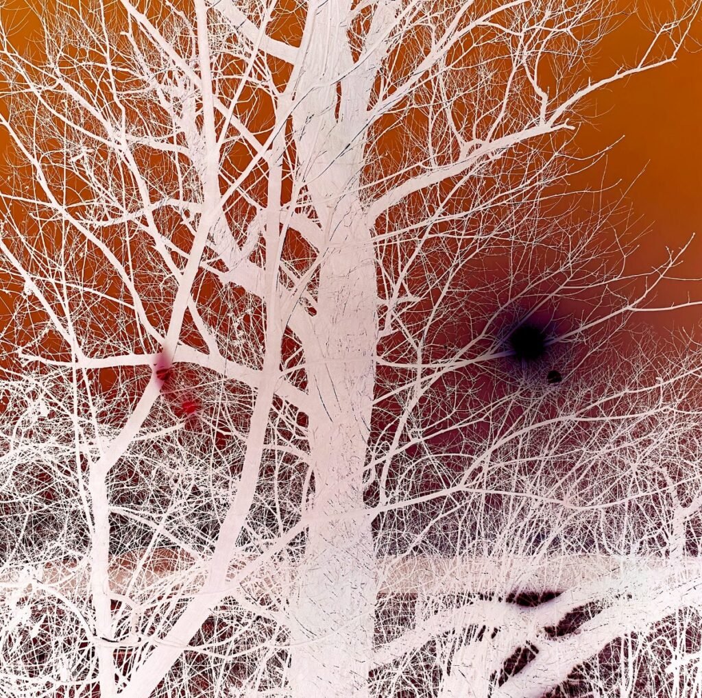 Eileen Quinlan – The Loop