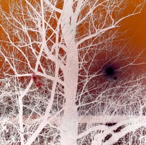 Eileen Quinlan - The Loop