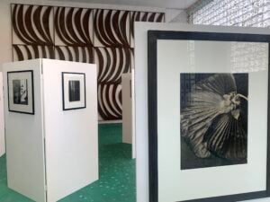 Alla Fondazione Sozzani di Milano un ciclo di incontri per parlare di arte e natura