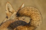 A tale of two coyotes, Racconto di due coyote ∏ Parham Pourahmad, Wildlife Photographer of the Year