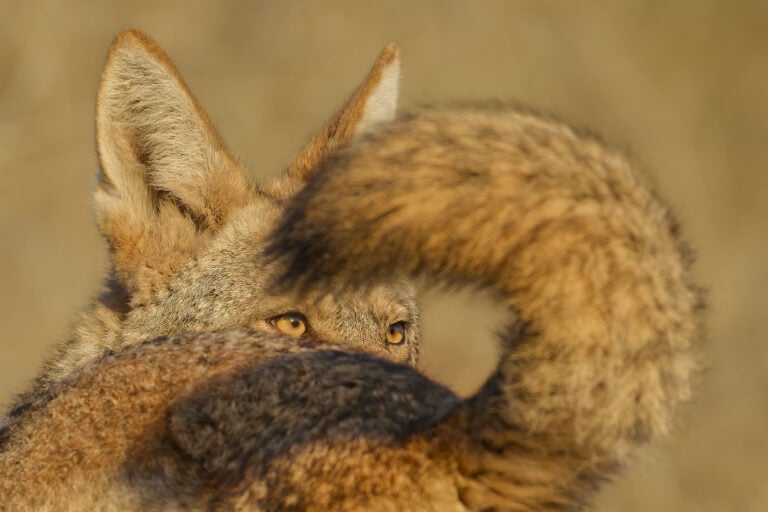 A tale of two coyotes, Racconto di due coyote ∏ Parham Pourahmad, Wildlife Photographer of the Year