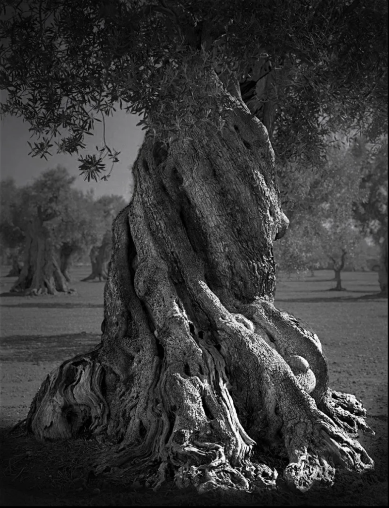 Francesco Bosso, Big Roots, 2021, Puglia Italy, in mostra alla galleria Photo&Contemporary di Torino