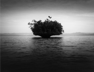Nelle fotografie di Francesco Bosso in mostra a Torino la natura si fa pensiero