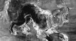Il cane copiato da Rembrandt nel capolavoro “La Ronda di Notte”