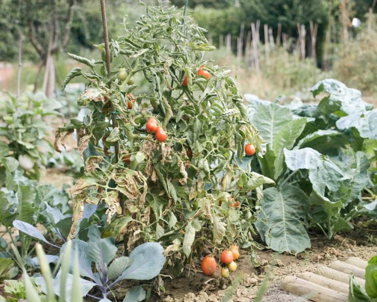 Giro d’Italia. Ritratto di Bologna vista dalle parole dell’architetto Guido Incerti 