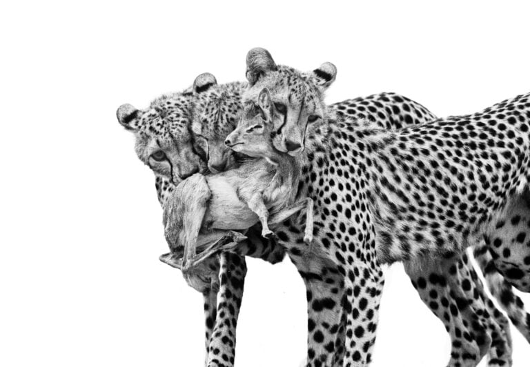 Deadly lessons, Lezioni mortali ∏ Marina Cano, Wildlife Photographer of the Year