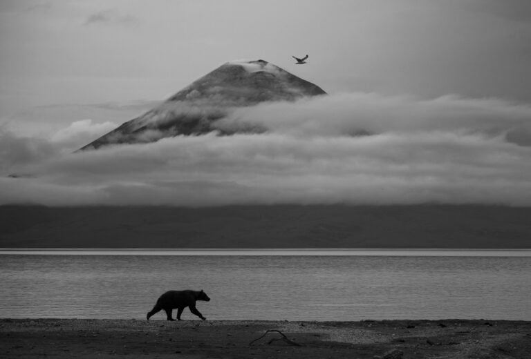 Essence of Kamchatka, Essenza della Kamchatka ∏ Kesshav Vikram, Wildlife Photographer of the Year
