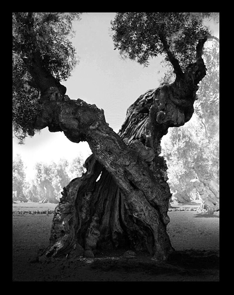 Francesco Bosso, TANGLED, 2021 Puglia, in mostra alla galleria Photo&Contemporary di Torino