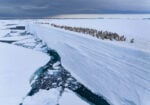 Ice edge journey, Viaggio sul bordo del ghiaccio ∏ Bertie Gregory, Wildlife Photographer of the Year
