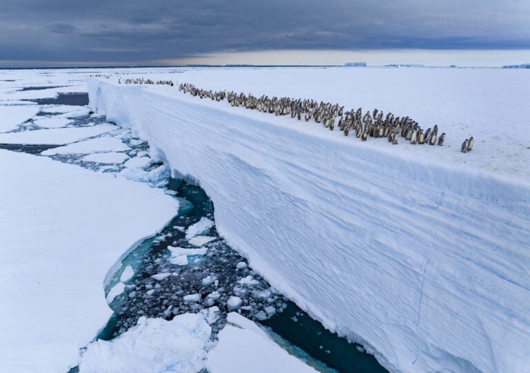 Ice edge journey, Viaggio sul bordo del ghiaccio ∏ Bertie Gregory, Wildlife Photographer of the Year