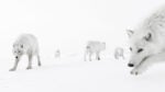 Inside the pack, Dentro il branco ∏ Amit Eshel, Wildlife Photographer of the Year