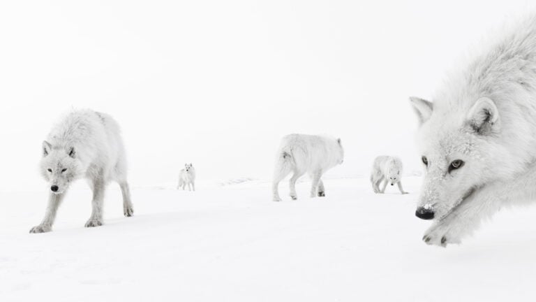 Inside the pack, Dentro il branco ∏ Amit Eshel, Wildlife Photographer of the Year