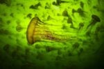 Jelly smack summer, Massa di meduse estive ∏ Ralph Pace, Wildlife Photographer of the Year
