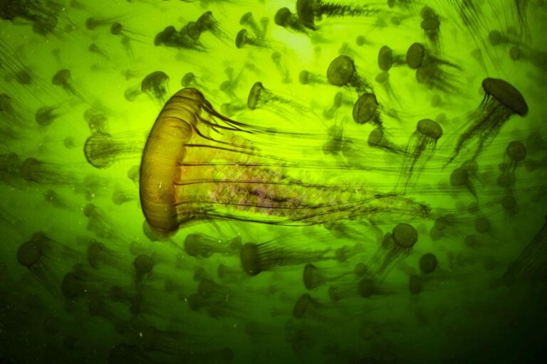 Jelly smack summer, Massa di meduse estive ∏ Ralph Pace, Wildlife Photographer of the Year