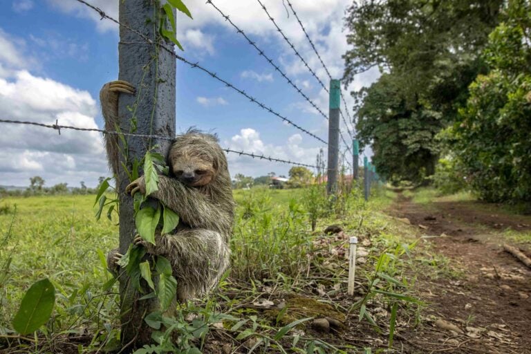 No place like home, Nessun posto ä come casa ∏ Emmanuel Tardy, Wildlife Photographer of the Year