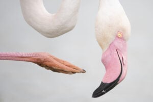 A Londra oltre 60mila scatti d’autore per salvare la natura