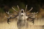 Rutting call, Richiamo del brami ∏ Jamie Smart, Wildlife Photographer of the Year
