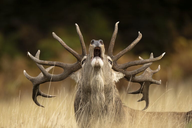 Rutting call, Richiamo del brami ∏ Jamie Smart, Wildlife Photographer of the Year
