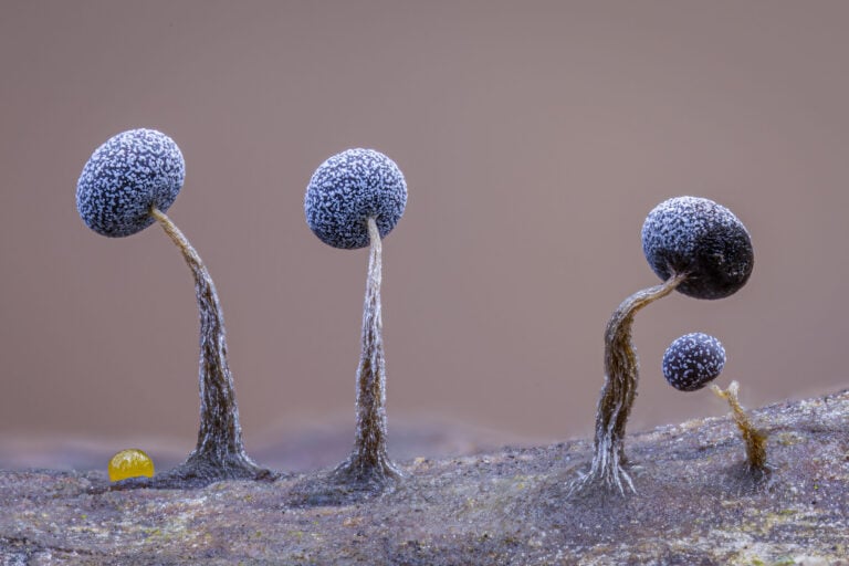 Slime family portrait, Ritratto di famiglia di muffe melmose ∏ Kutub Uddin, Wildlife Photographer of the Year