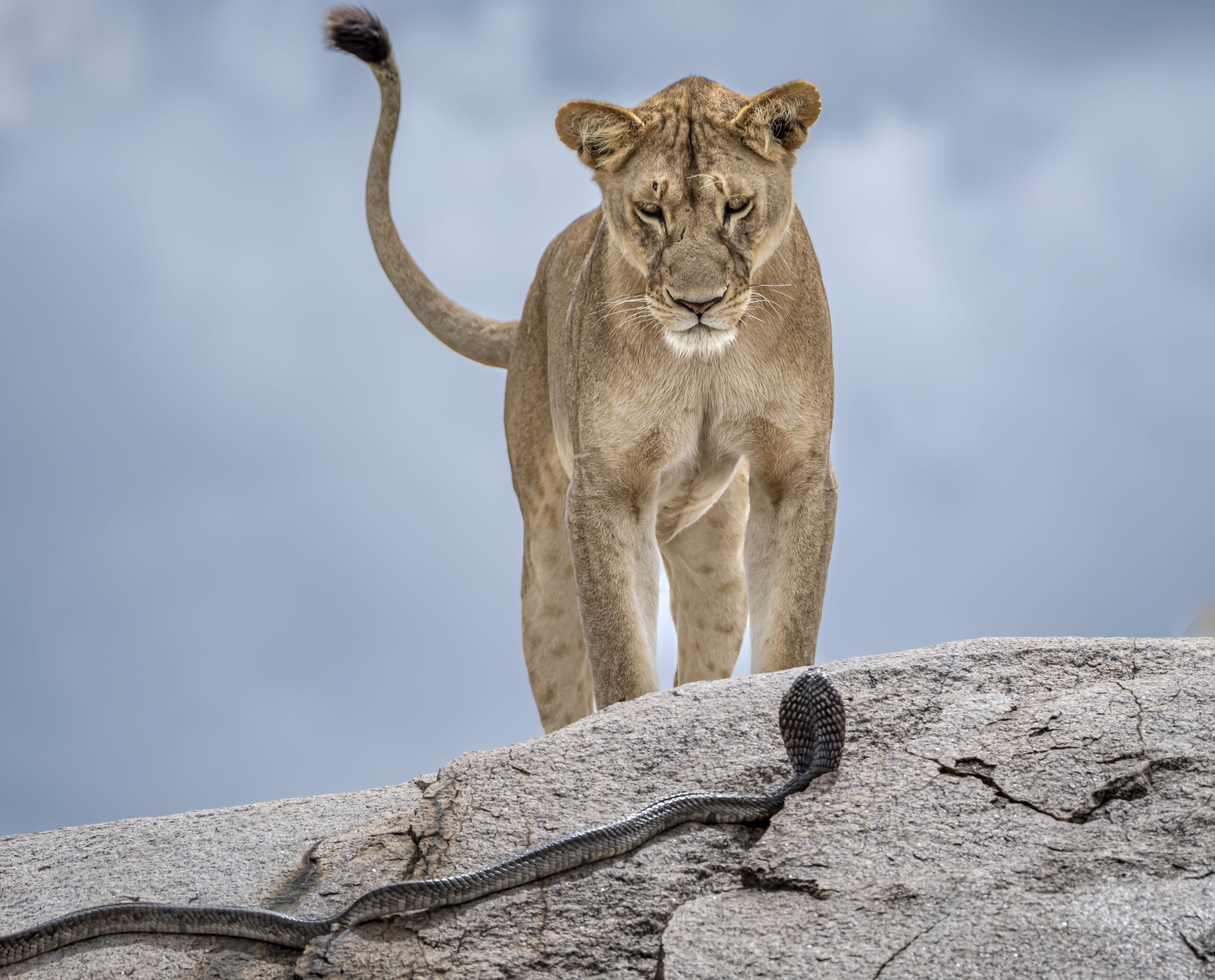 Wake up call, Sveglia ļ Gabriella Comi, Wildlife Photographer of the Year