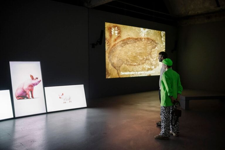 Heather Dewey-Hagborg, Hybrid: an Interspecies Opera, 2022 e Future pigs, plural, 2022, installation view presso MU Art house, Netherlands. Ph: Max Kneefel. Courtesy l’artista